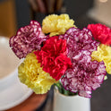 Fresh-Cut Rainbow Carnations Flower Bunch, Minimum 8 Stems, Colors Vary