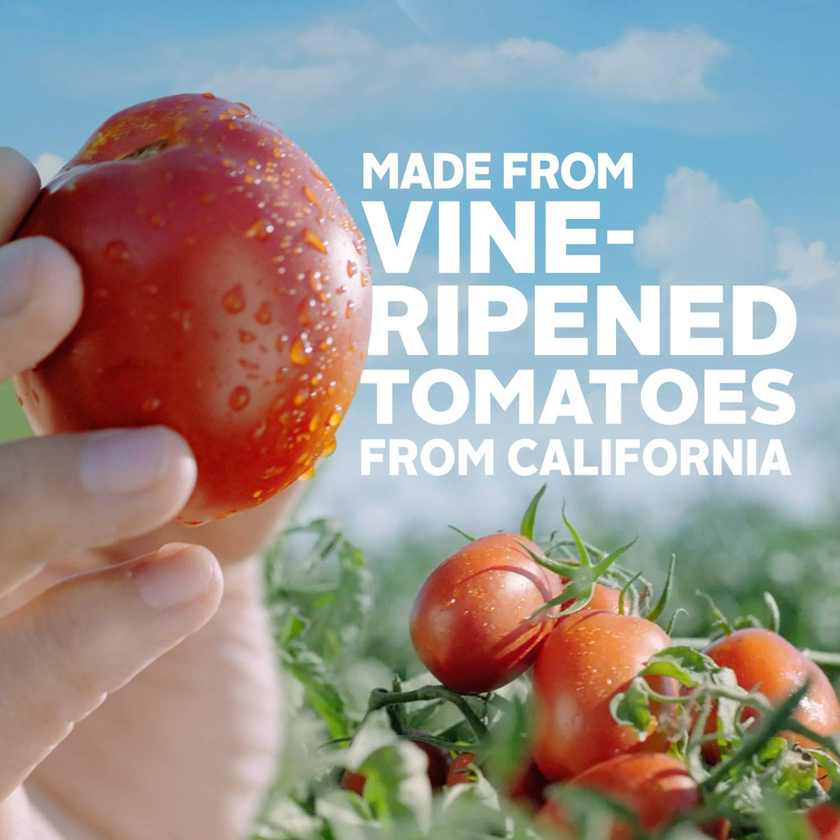 Tomato Puree