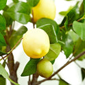 Fresh Lemon, Each