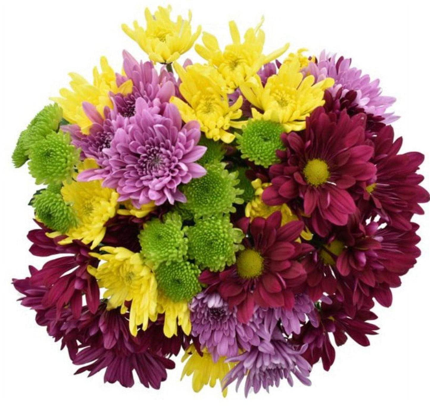 Fresh-Cut Large Rainbow Poms Flower Bunch, Colors Vary