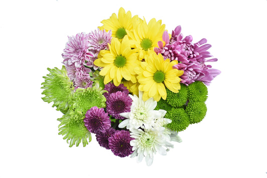 Fresh-Cut Small Rainbow Poms Flower Bunch, Minimum of 7 Stems, Colors Vary