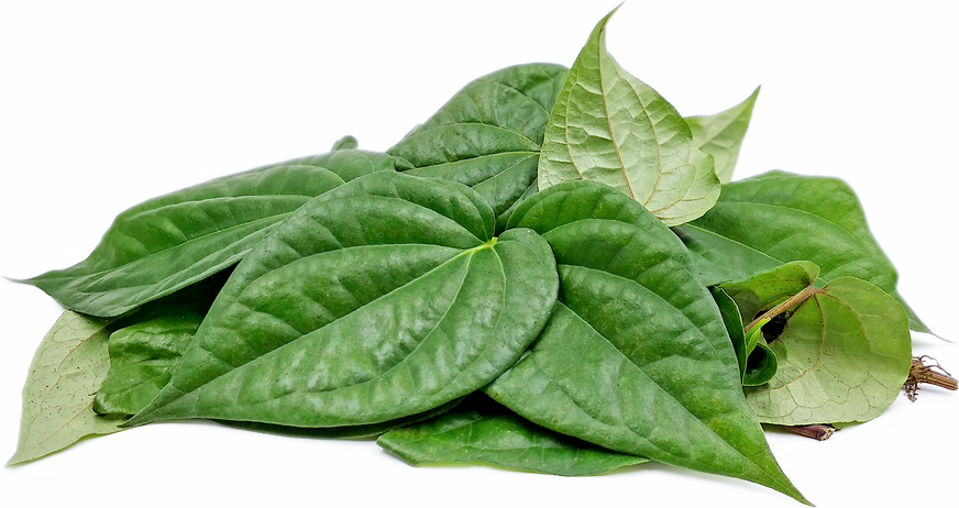 Paan Leaves