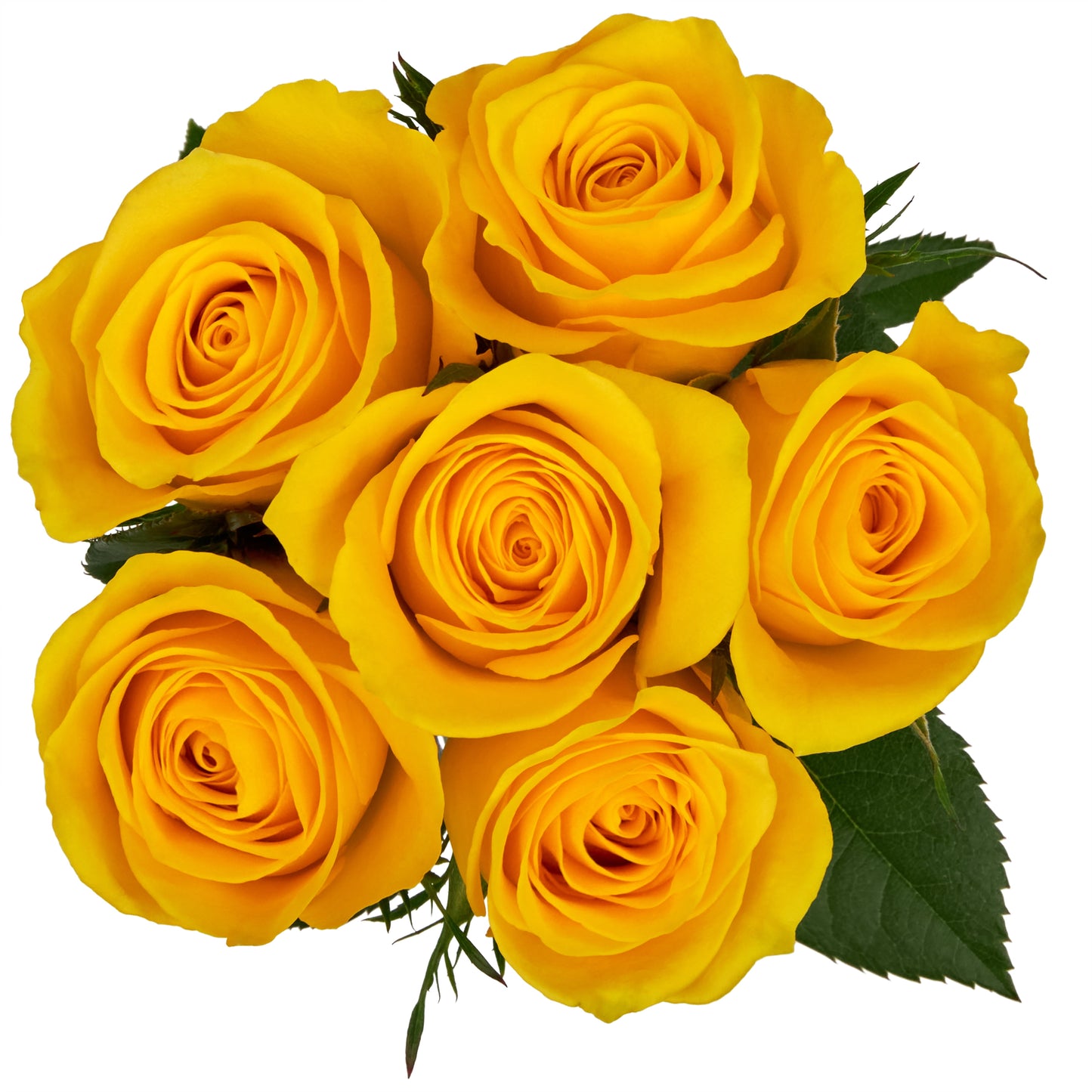 Fresh-Cut 6 Stem Roses Flower Bunch, 6 Stems, Colors Vary