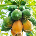 Fresh Papaya, Each, 1 Count